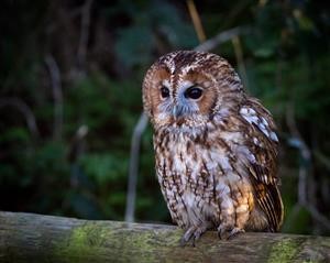 Iphone Gps Tracking Spyware